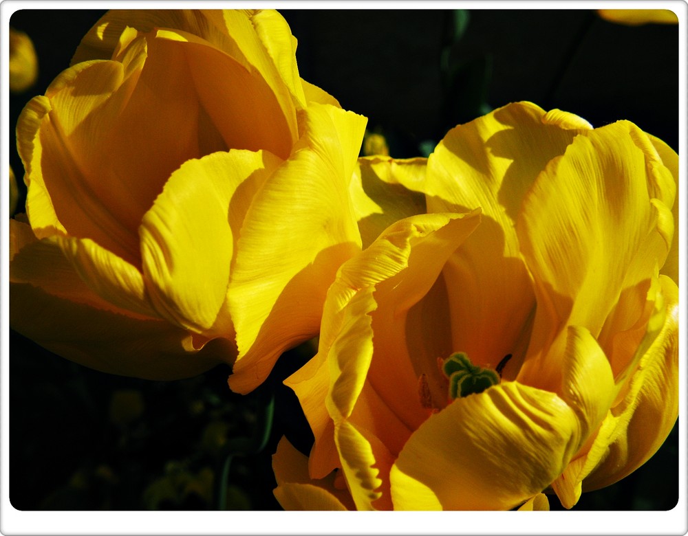 Tulipa gesneriana