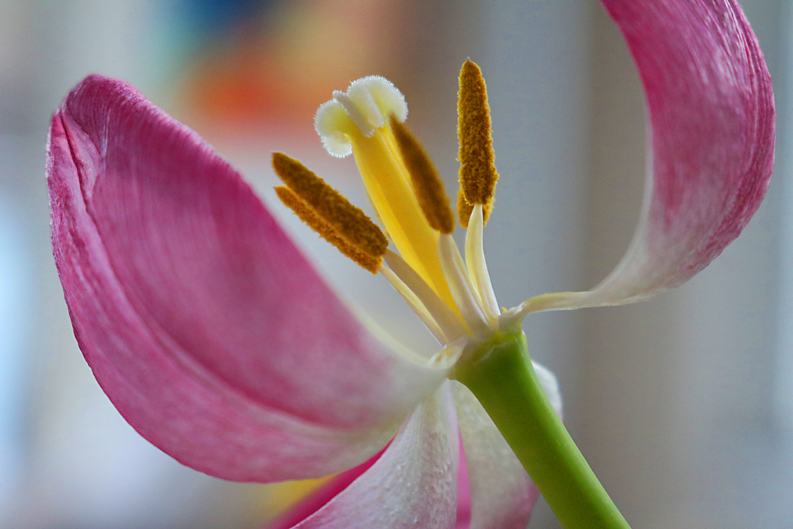 Tulipa gesneriana