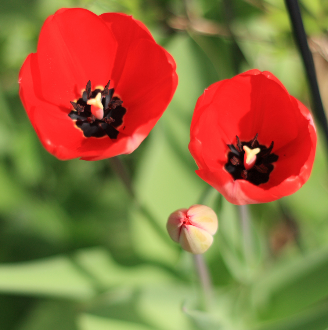 Tulipa gesneriana