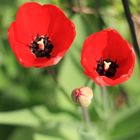 Tulipa gesneriana