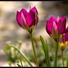 - Tulipa humilis -