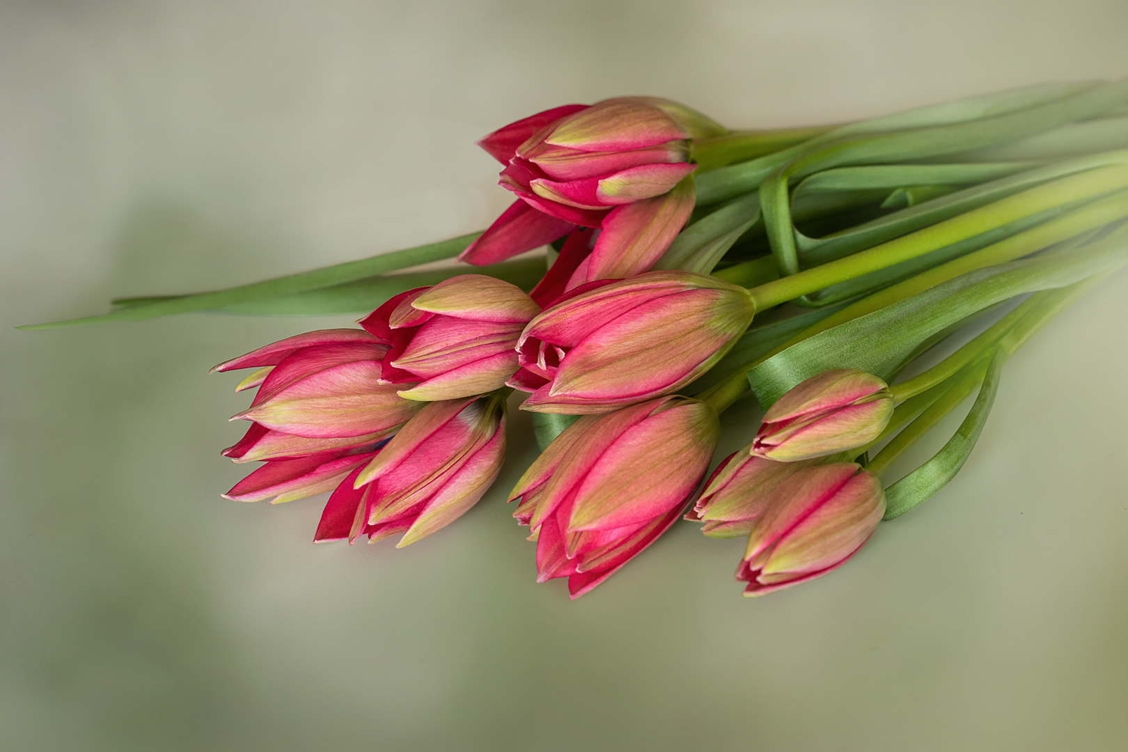 Tulipa humilis 'Persian Pearl' – Zwerg-Tulpe