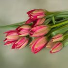 Tulipa humilis 'Persian Pearl' – Zwerg-Tulpe