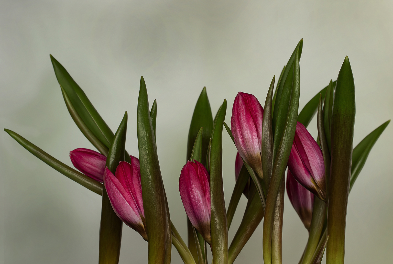 Tulipa humilis var. pulchella 'Violacea Black Base' 