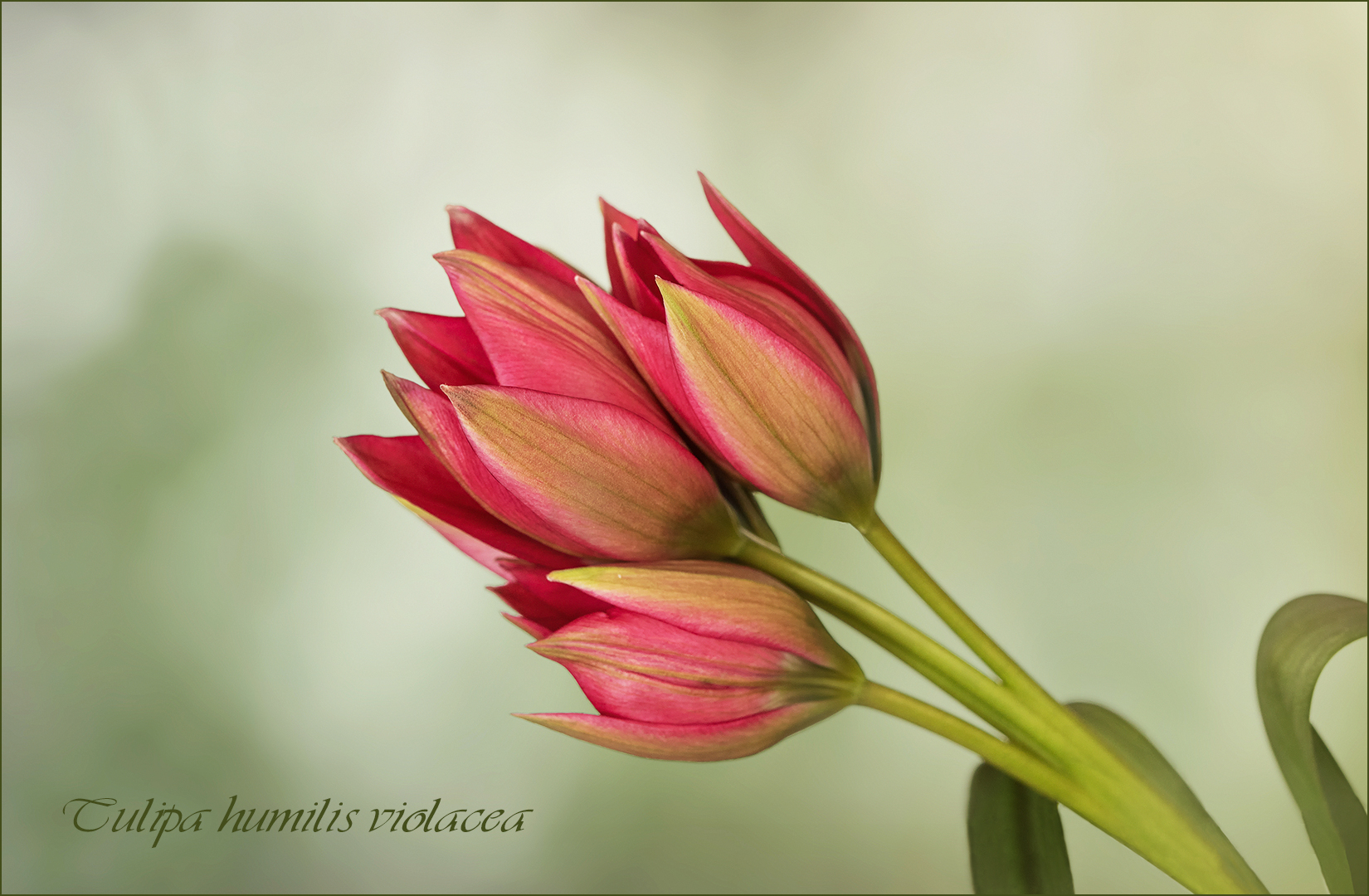 Tulipa humilis violacea...