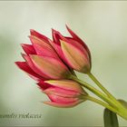 Tulipa humilis violacea...