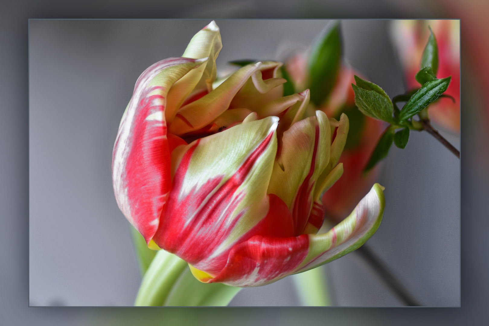 Tulipa (I)