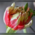 Tulipa (I)