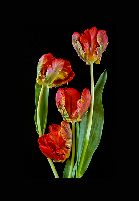 Tulipa II