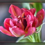 Tulipa (III)
