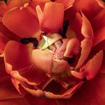 tulipa inside