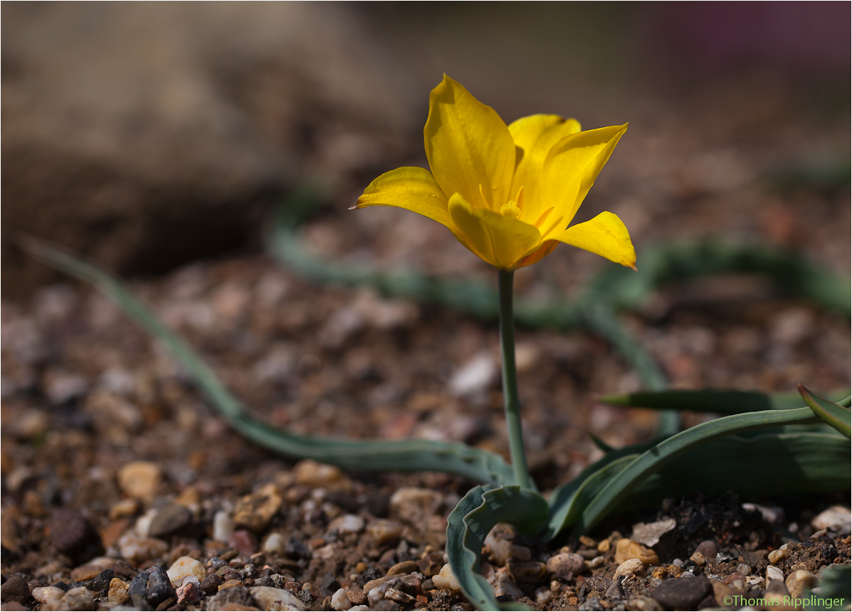 Tulipa kolpakowskiana.