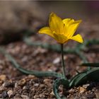 Tulipa kolpakowskiana.