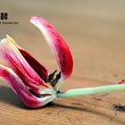 Tulipa Liliaceae 1#