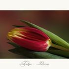 Tulipa - Liliaceae....