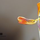 Tulipa Liliaceae 4#