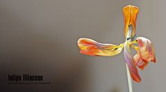 Tulipa Liliaceae 4#