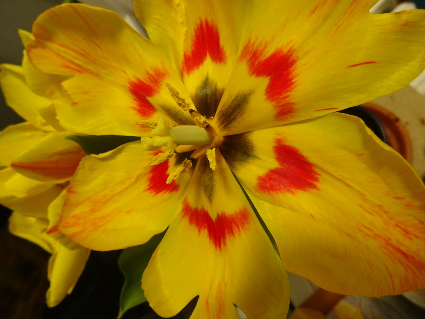 Tulipa macro