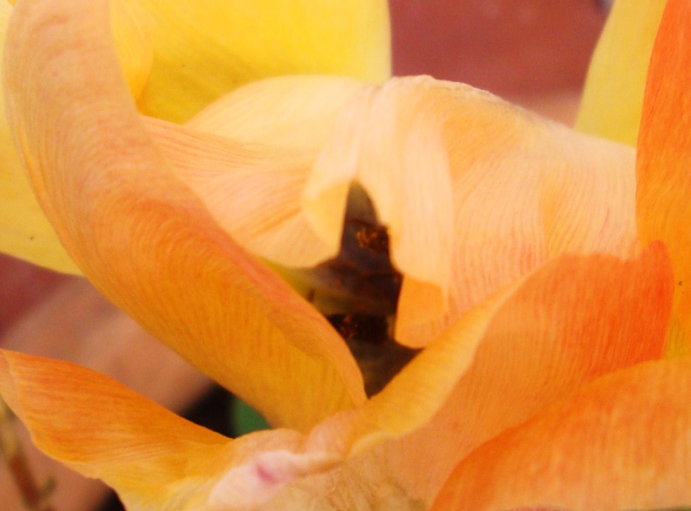 Tulipa Modigliani