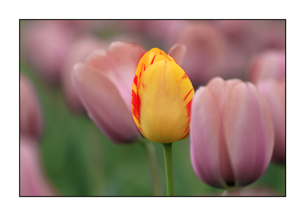 Tulipa Mutatio oder Kuckucksei