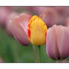 Tulipa Mutatio oder Kuckucksei