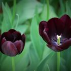 Tulipa Negra