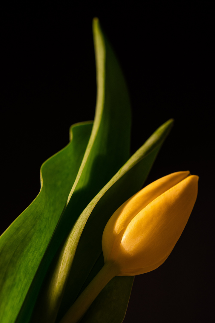 Tulipa next