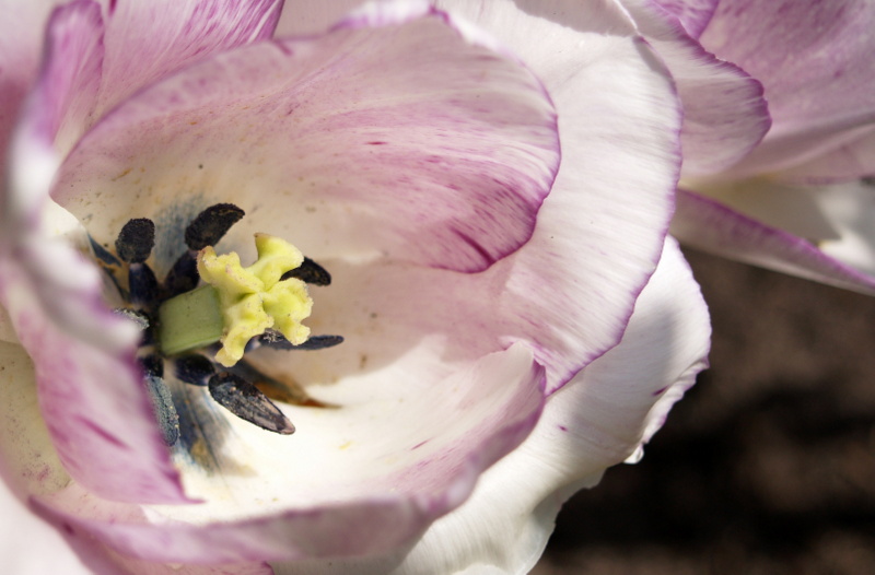 tulipa no. 1