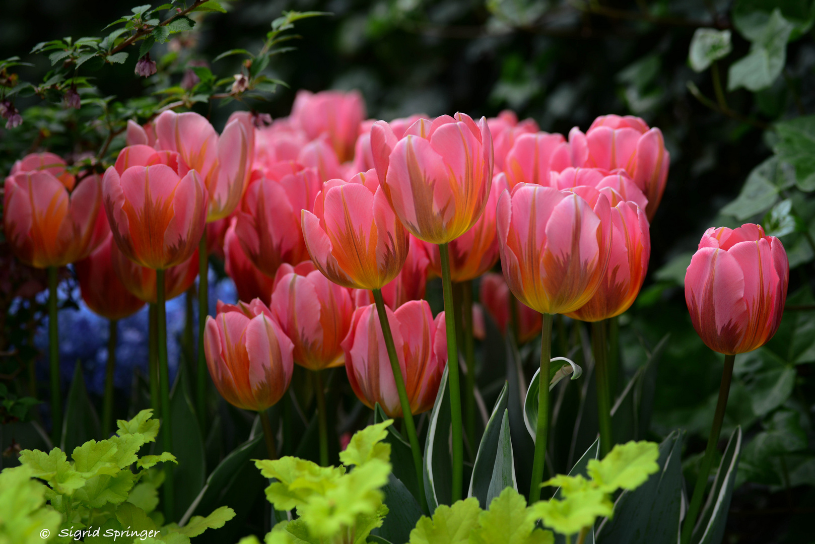 Tulipa Pink Princess.....