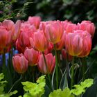 Tulipa Pink Princess.....