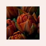 Tulipa 'Prinses Irene' - Triumph-Tulpe