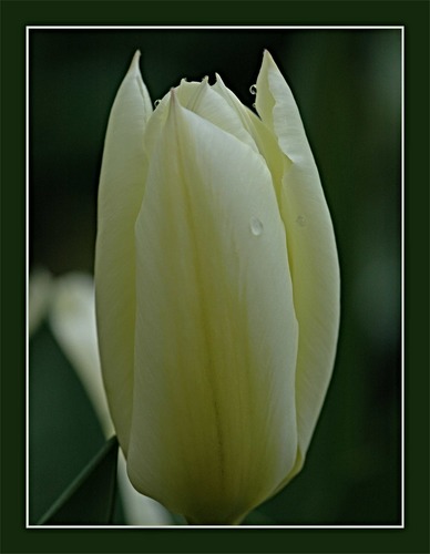 Tulipa Purissima - die ersten Tulpen