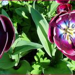 tulipa - queen of night