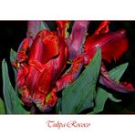 Tulipa-Rococo