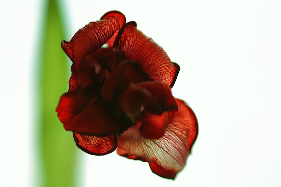 Tulipa rossa