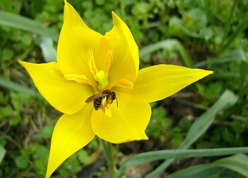 Tulipa Silvestris - Wildtulpe