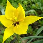 Tulipa Silvestris - Wildtulpe