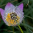  Tulipa spinosus 