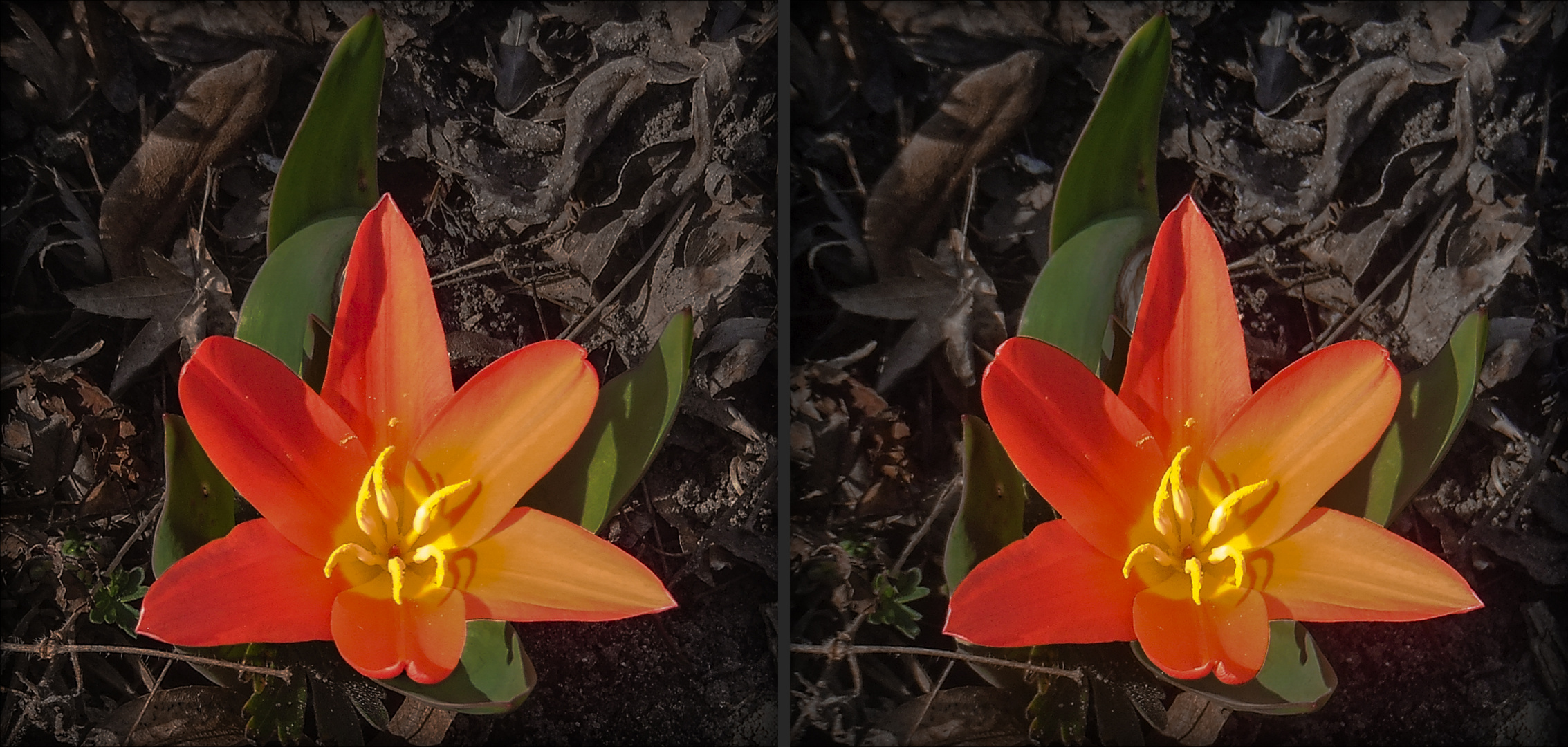 Tulipa sprengeri (3D)