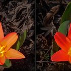 Tulipa sprengeri (3D)