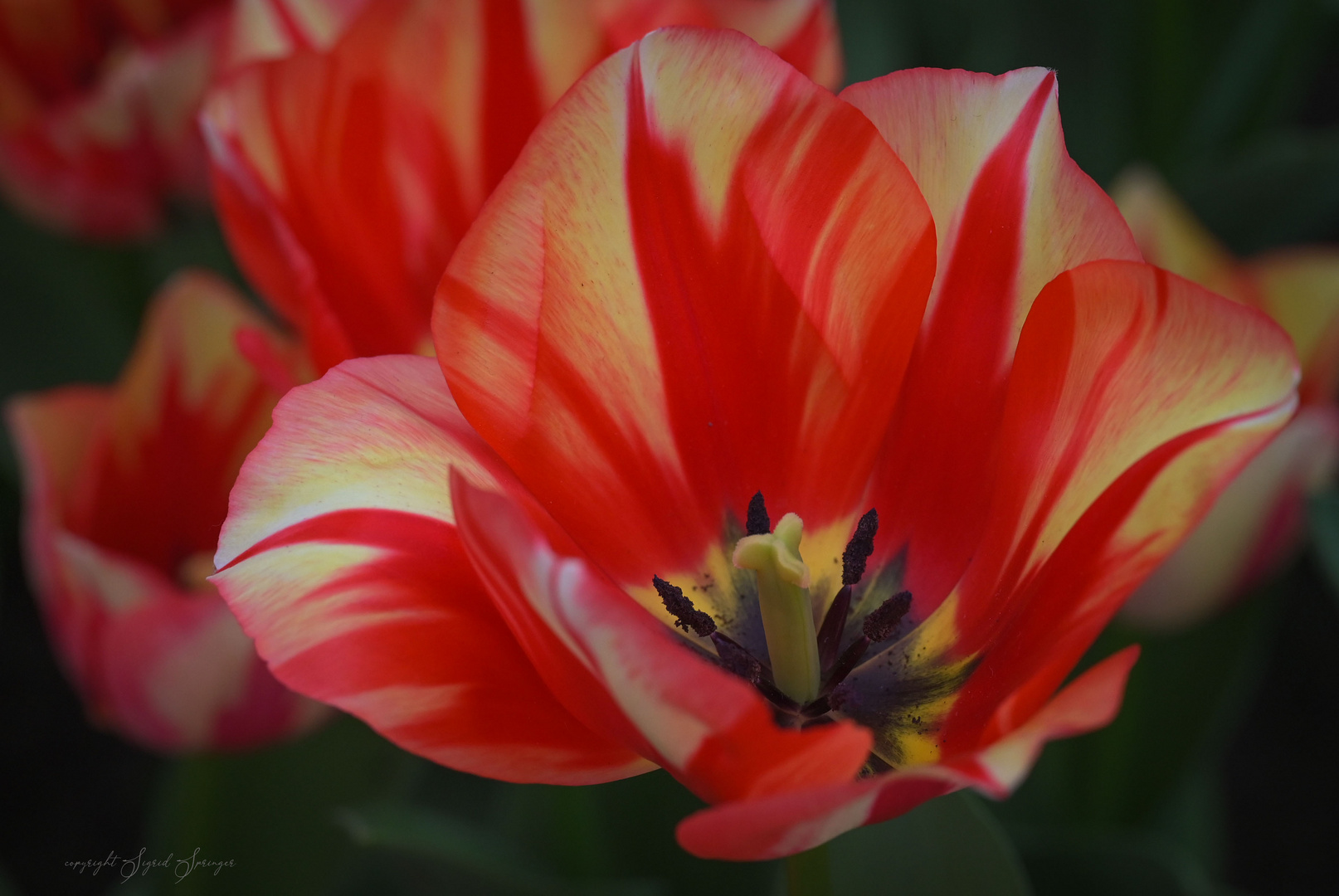 Tulipa Spring Break 