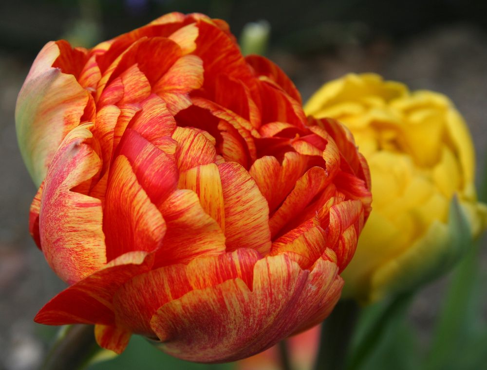 Tulipa 'Sun Lover'