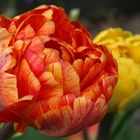 Tulipa 'Sun Lover'