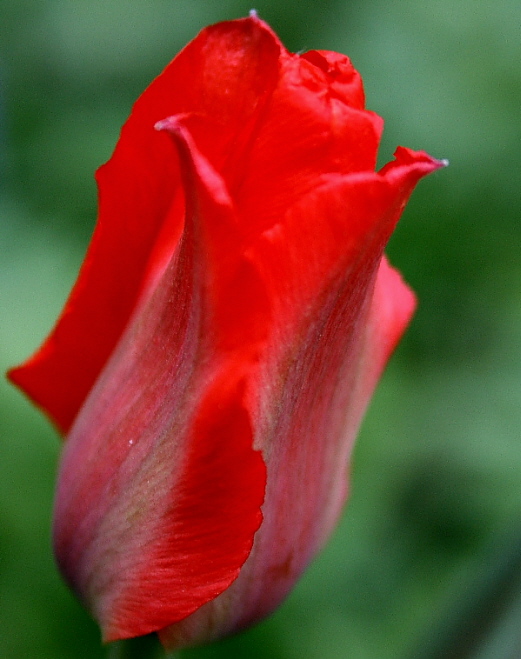 Tulipa sylvestris