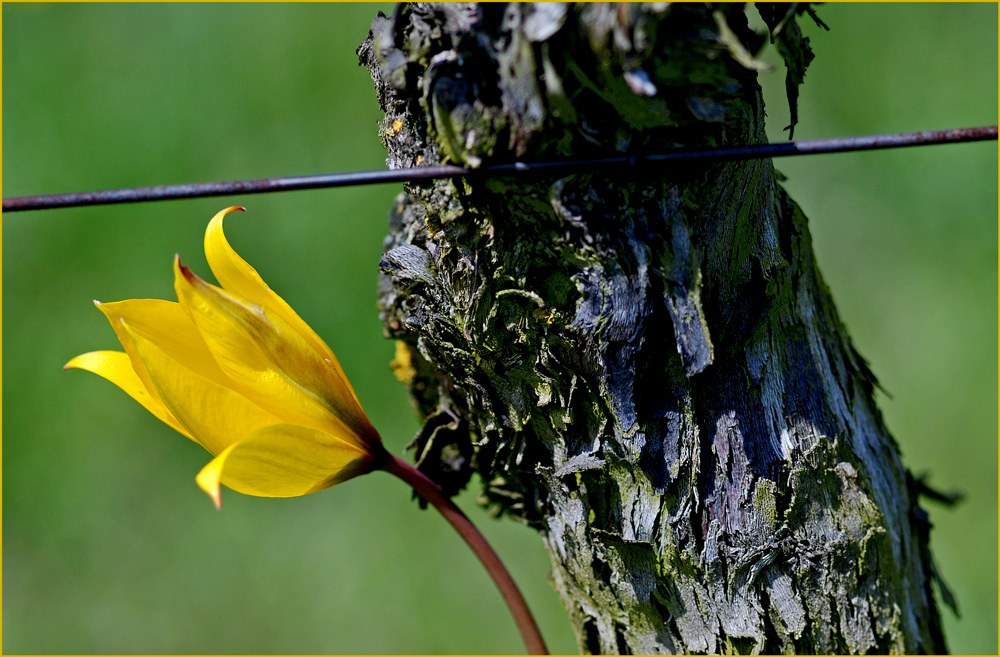 Tulipa sylvestris 2