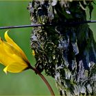 Tulipa sylvestris 2