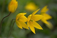 Tulipa sylvestris