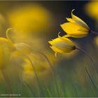 ~ Tulipa sylvestris ~