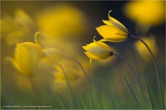 ~ Tulipa sylvestris ~