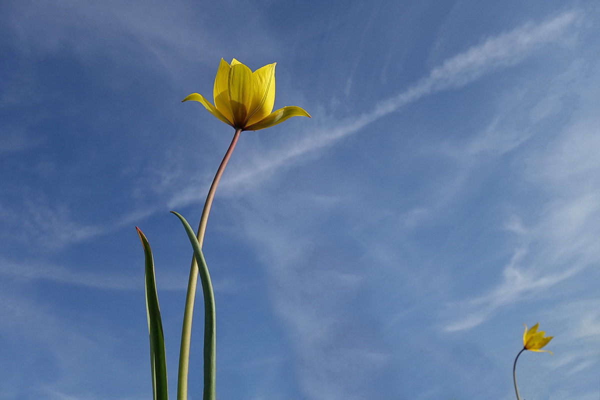 Tulipa sylvestris